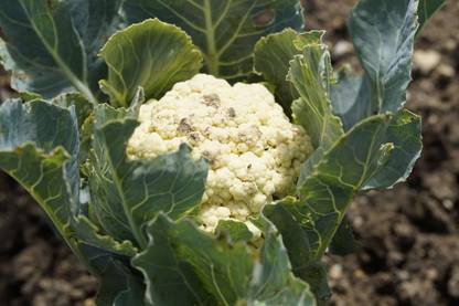 CYBEXIS PAU-79 - Organic F1 Hybrid Cauliflower High yielding - (150 Seeds) Seed