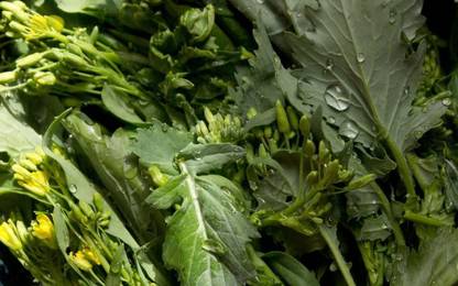 WILLVINE VXI-259 Broccoli Raab (Rabe, Rapini)"Del Trasimeno" Seed