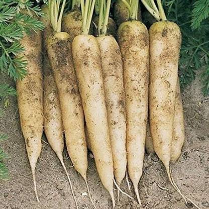 KNESSiN Carrot White Satin --{1000 Seeds} Seed