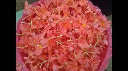 Oliver kanakambaram,firecracker,tropical flame,orange colour flower seed Seed
