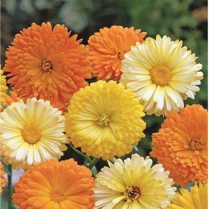 XOLDA Calendulan fg yellow Seed