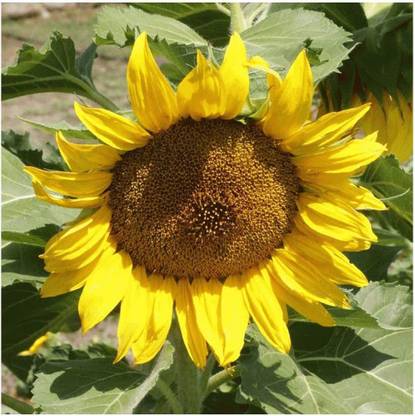 VibeX GUA-15 - Sunspot Sunflower Wildflower - (450 Seeds) Seed