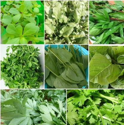 Seedsqlty Green leafy vegetables seeds , 6 type Seed