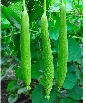 Aywal Tori, Sponge Gourd Seed