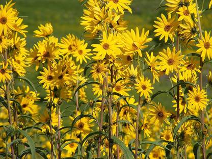 VibeX TLX-24 - Maximilian Sunflower - (150 Seeds) Seed
