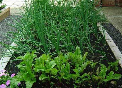 VibeX VXI-53 - Scallion Green Onion Spring Onion - (1500 Seeds) Seed