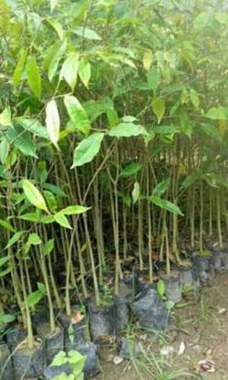 plantsworld Agar, Agara, Agarwood, Agar Wood Plant Seed