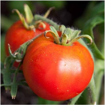 ActrovaX Tomato - Legend - - Late Blight Resistant [8000 Seeds] Seed