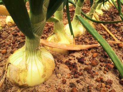 Avysa Yellow Onion Organic Seed