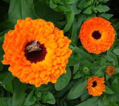 Lippy Calendula Neon Flower Seed