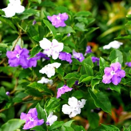 nature boon Yesterday Today and Tomorrow Plant/Sunday Monday (Brunfelsia pauciflora) Seed