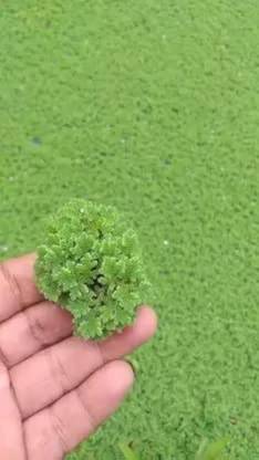 BDSresolve azolla plant seeds/azolla seeds 1330 Seed
