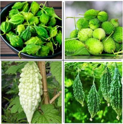 CYBEXIS 4 Types Desi Vegetable Seeds (Non-Hybrid) Seed