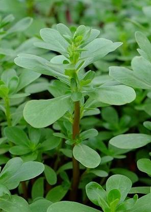 Siddhi Vinayak Gallery® Imported Kulfa Saag F1 Hybrid Seeds For Gardening/ Seed