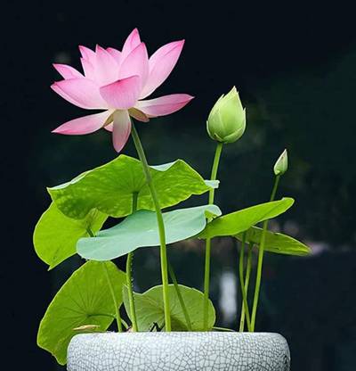 VibeX KGF -37 - Nelumbo nucifera Sacred Lotus - (90 Seeds) Seed