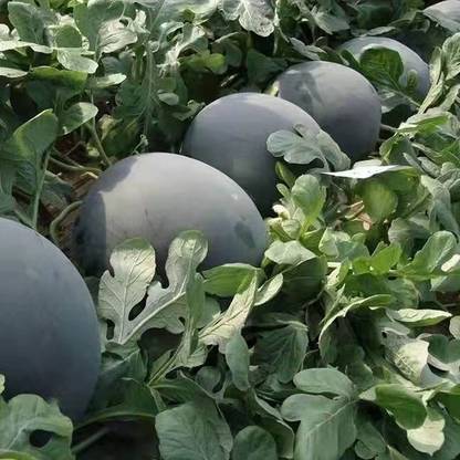 VibeX GUA-49 - Black Diamond Watermelon - (1350 Seeds) Seed