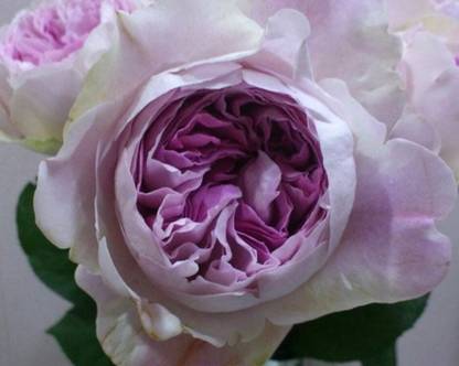 WILLVINE Sion Japanese Rose Seed