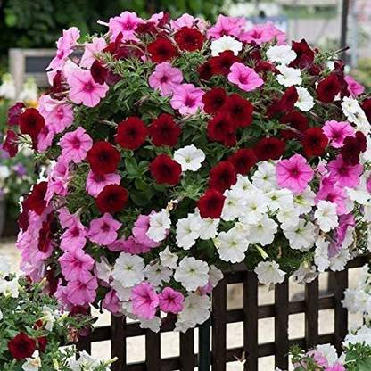 CYBEXIS VVI-4 - Petunia Rainbow Mix Annual Flowers Non GMO - (60 Seeds) Seed