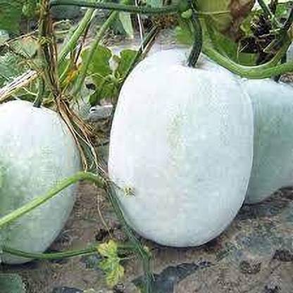 Arshiayat Hybrid Ash Gourd Winter Melon White Wax Seed