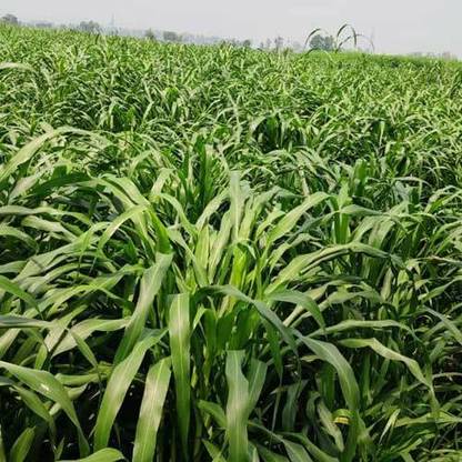 wequality Grass seeds for cow farming, Cow farming seeds for grass, Grass seeds for cow Seed