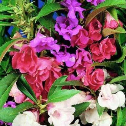Lorvox Balsam Mix Seed