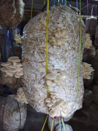 Arko Oyster Mushroom Spawn, High Yield Pleurotus Ostreatus, Edible CO2 Variety Seed
