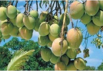 Dadiri mango seed Daseri mango seed highest yield Verity very testy fruit 4 pc seed Seed