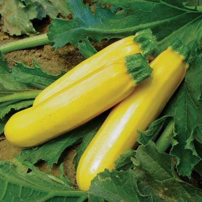 Hybrid Galaxy Squash, Zucchini Yellow Long Seeds Seed