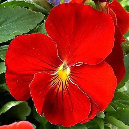 ACCELCROP Pansy Red Flower Seeds Hybrid Seed