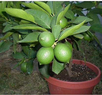 Kapebonavista Kagzi Nimboo Lemon Tree Plant Seed