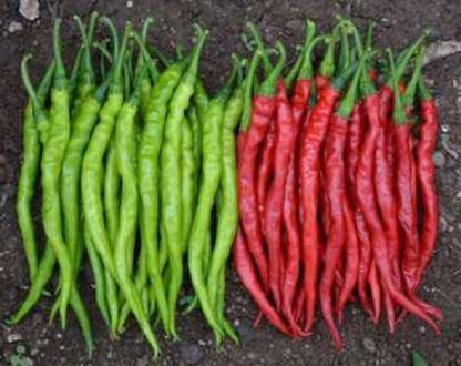 DHENU PRASAD Hybrid chilli (mirch) Seed