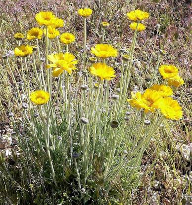 CYBEXIS XLR-74 - Yellow Draught Marigold - (250 Seeds) Seed
