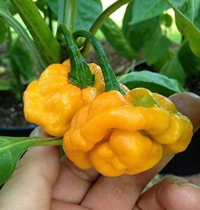 CYBEXIS Seeds Scotch Bonnet Pepper Vegetable2400 Seeds Seed
