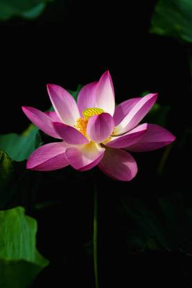 KOLKATA ORCHID ONLINE lotus,kamal gatta Seed