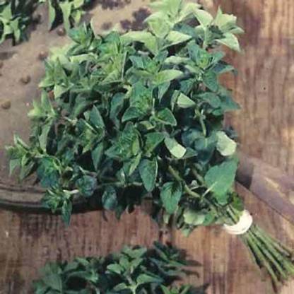 VibeX VXI-87 - Italian Oregano HERB - (450 Seeds) Seed