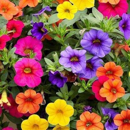CYBEXIS Mixed Calibrachoa Petunia Flower Seeds Seed