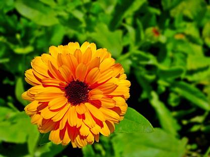 Aywal Calendula Orange King Seed
