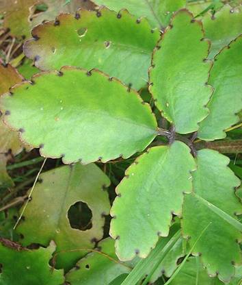 Kapebonavista Patharchatta Leaf of Life Miracle Leaf Amar poi Kop pata Plant Seed