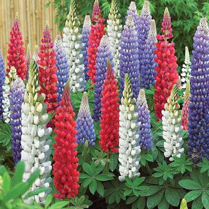 JRYU Lupin Mixed Color Flower Seed