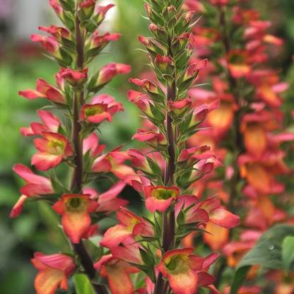 Biosnyg Digiplexis, Illumination Flame [50 Seeds] Seed