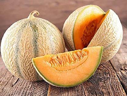 VibeX KGF -88 - Musk Melon Arjun F1 Hybrid - (150 Seeds) Seed