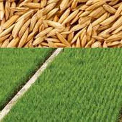 SREE Pusa Basmati Rice Seed, Pure Basmati Rice for Farming & Agricalture, Hybird Seed