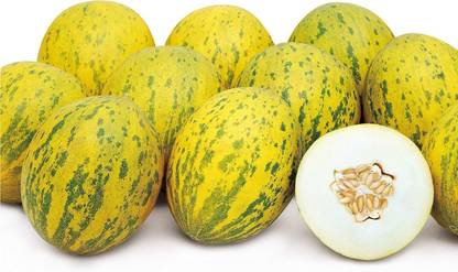 Qualtivate PUAS-1A F1 Hybrid Melon Seeds, Variety: Lambkin Seed