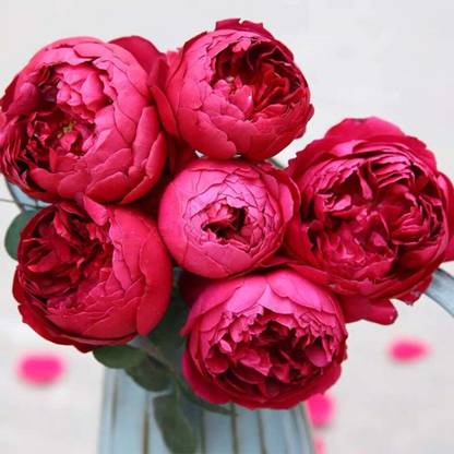 VibeX Rose ”Autumn Rouge” Japanese Rose Red Climbing Seed