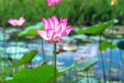 Namaste lotus,kamal gatta Seed