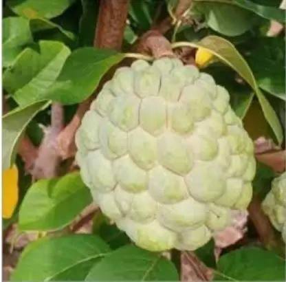 MAA Custard Apple, sitafal, sitaphal Seed