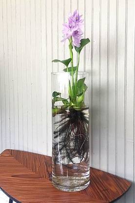 ABEFARIYA COMMON WATER HYACINTH Seed