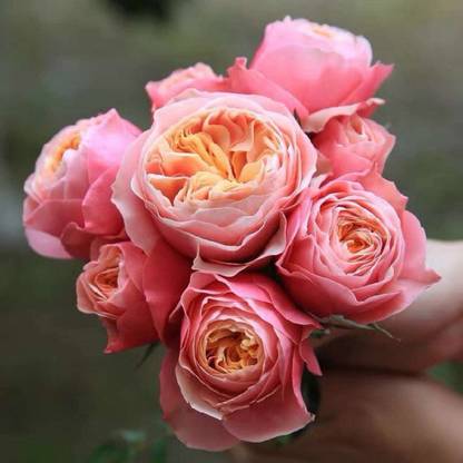VibeX Rose “Vuvuzela”Cut Florist Seed