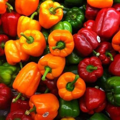 ibains Capsicum tree seed Seed