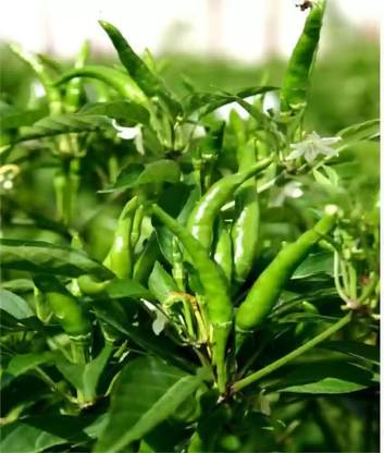 seedito CW44 CHILLI (MIRCH OR MIRCHI) BEST QUALITY F1 HYBRID Seed Seed